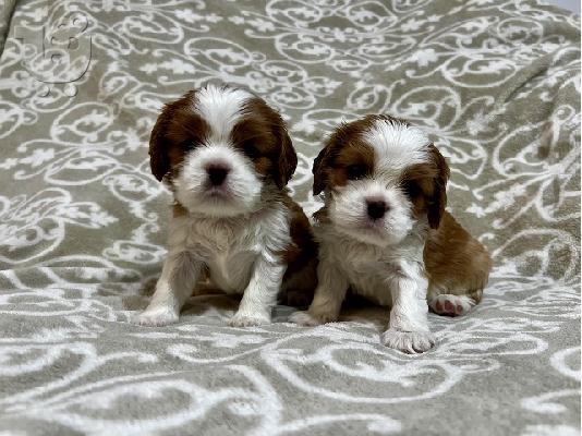 King Charles Cavalier Spaniel